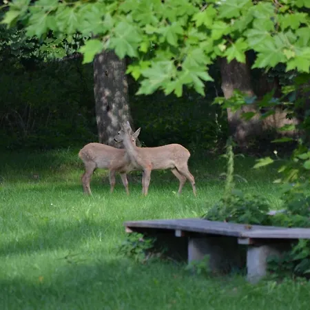 מלון Boutiquehotel Gut Tribbevitz Auf Ruegen Neuenkirchen auf Rugen