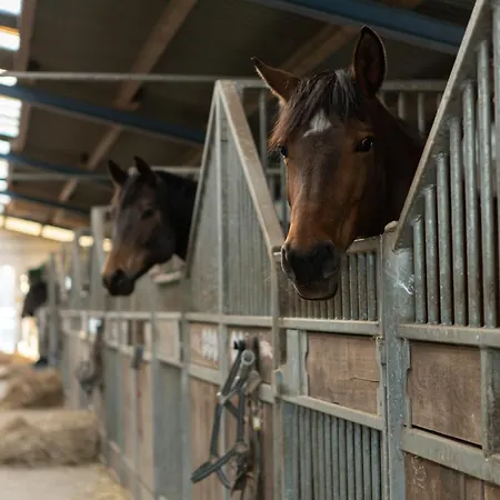 Boutiquehotel Gut Tribbevitz Auf Ruegen Hotell Neuenkirchen auf Rugen